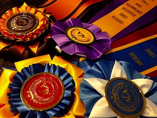 Karen, Ross, dog, breeder, show, ribbons, South Haven, MN, Minnesota, dog-breeder, puppies, for, sale, kennel, kennels, Golden Retriever, puppy, mill, puppymill, show, handler, aca, ica, none